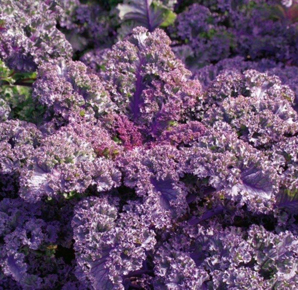 Red Purple Heirloom Kale Baltisk Rod Purpurkal Brassica oleracea var. sabellica - 50 Seeds