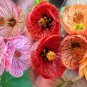 Colorful Flowering Maple Mix Abutilon hybridum - 25 Seeds