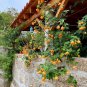 Colorful Flowering Maple Mix Abutilon hybridum - 25 Seeds