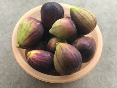Hardy Fruiting Sugar Fig Texas Everbearing Ficus carica - 1 Live Plant