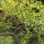 Curly Weeping Corkscrew Willow Tree Salix Matsudana tortuosa – 1 Live Plant