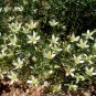 Organic Heirloom African Rue Herb Peganum harmala - 250 Seeds