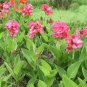 Rare Pink Dwarf Canna Lily Rhizomes - 6 Live Rhizome Corms
