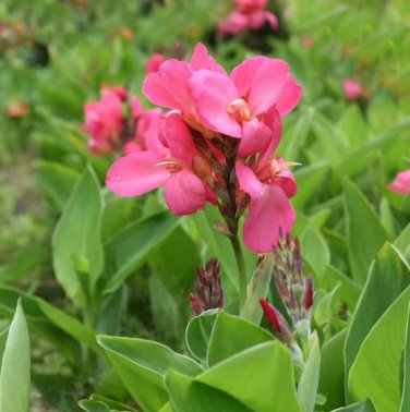 Rare Pink Dwarf Canna Lily Rhizomes - 6 Live Rhizome Corms