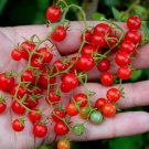 Rare Wild Mini Tomato Organic Heirloom Solanum pimpinellifolium - 25 Seeds