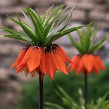 Red Crown Imperialis Lily Fritillaria imperialis - 5 Seeds