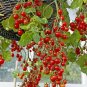 Rare Wild Mini Tomato Organic Heirloom Solanum pimpinellifolium - 25 Seeds
