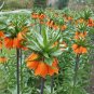 Red Crown Imperialis Lily Fritillaria imperialis - 5 Seeds