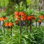 Red Crown Imperialis Lily Fritillaria imperialis - 5 Seeds