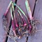 Rare Pink Dwarf Canna Lily Rhizomes - 6 Live Rhizome Corms