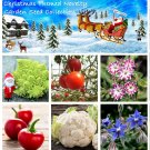 Garden Vegetable and Flower Christmas Gift Seed Collection - 6 Varieties