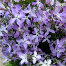 Evening Scented Stock Fragrant Purple Matthiola longipetala bicornis - 200 Seeds