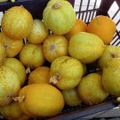 Heirloom Lemon Cucumber Organic Cucumis Sativis - 20 Seeds