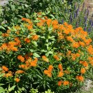 Native Red Butterfly Milkweed Asclepias tuberosa - 30 Seeds
