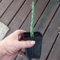 Tree Cholla Hardy Chain Link Cactus Cylindropuntia imbricata - Live Plant