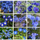Blue Splash Monochromatic Blue Flower Seed Collection - 9 Varieties
