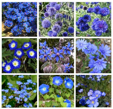 Blue Splash Monochromatic Blue Flower Seed Collection - 9 Varieties