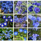 Blue Splash Garden Flower Seeds Gift Collection - 9 Varieties