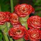 Rare Rose of Siam Torch Ginger Ka Lo Etlingera corneri - 5 Seeds