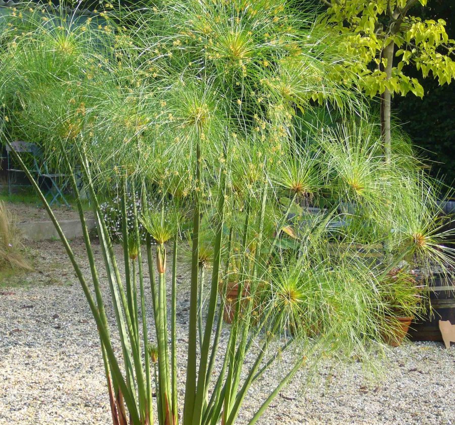 Giant King Tut Egyptian Papyrus Cyperus papyrus - 30 Seeds