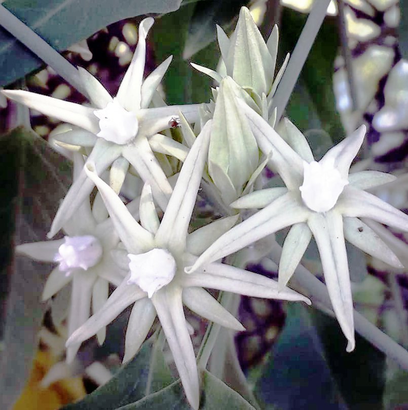 Milkweed Vine Doca o Tasi Rare Araujia Morrenia odorata  - 8 Seeds
