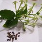 Fragrant Night Scented Jasmine Cestrum nocturnum - 15 Seeds