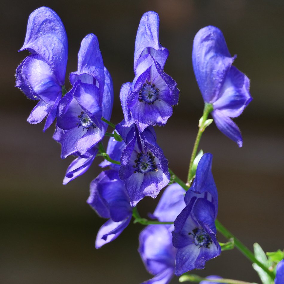 Rare True Blue Iron Helmet Monks Hood  Aconitum napellus - 20 Seeds