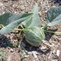 Native American Indian Wild Coyote Buffalo Gourd Cucurbita foetidissima - 8 Seeds