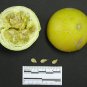 Native American Indian Wild Coyote Buffalo Gourd Cucurbita foetidissima - 8 Seeds