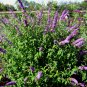 Purple Buddleia Butterfly Bush Buddleja davidii - 100 Seeds