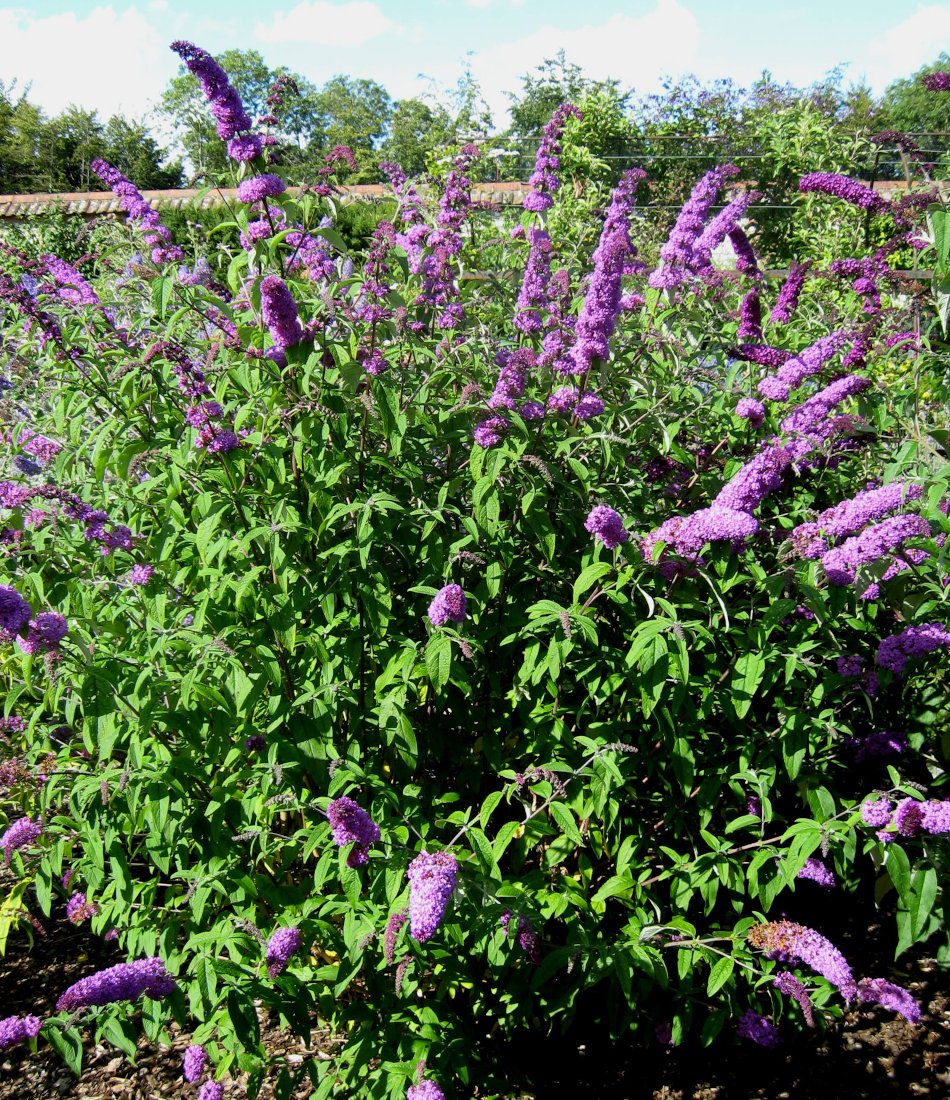 Purple Butterfly Bush Buddleia Shrub Buddleja davidii - 100 Seeds