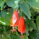 Giant Mexican Fire Cracker Sleepy Hibiscus Malvaviscus - 5 Cuttings