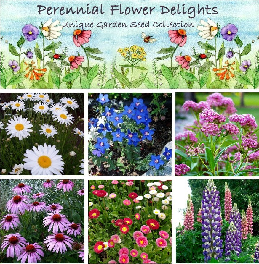 Unique Perennial Garden Flower Seed Collection - 6 Varieties