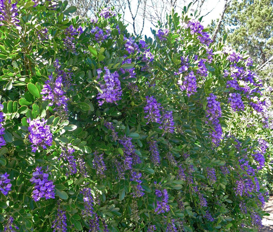 Ornamental Purple Texas Mountain Laurel Mescal Bean Sophora secundiflora - 10 Seeds