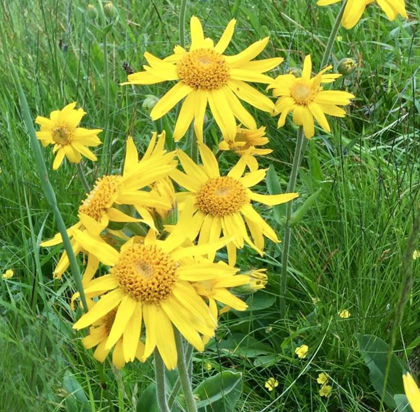 Arnica Herb Organic Bruisewort Mountain Arnica montana - 30 Seeds