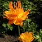 Rare Hardy  Troll Flower Chinese Globeflower Trollius chinensis - 30 Seeds