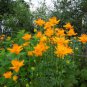 Rare Hardy  Troll Flower Chinese Globeflower Trollius chinensis - 30 Seeds
