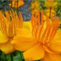 Rare Hardy  Troll Flower Chinese Globeflower Trollius chinensis - 30 Seeds