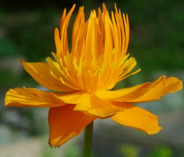 Rare Hardy  Troll Flower Chinese Globeflower Trollius chinensis - 30 Seeds