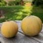Minnesota Midget Heirloom Sugar Melon Cucumis Melo - 25 Seeds