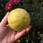 Minnesota Midget Heirloom Sugar Melon Cucumis Melo - 25 Seeds