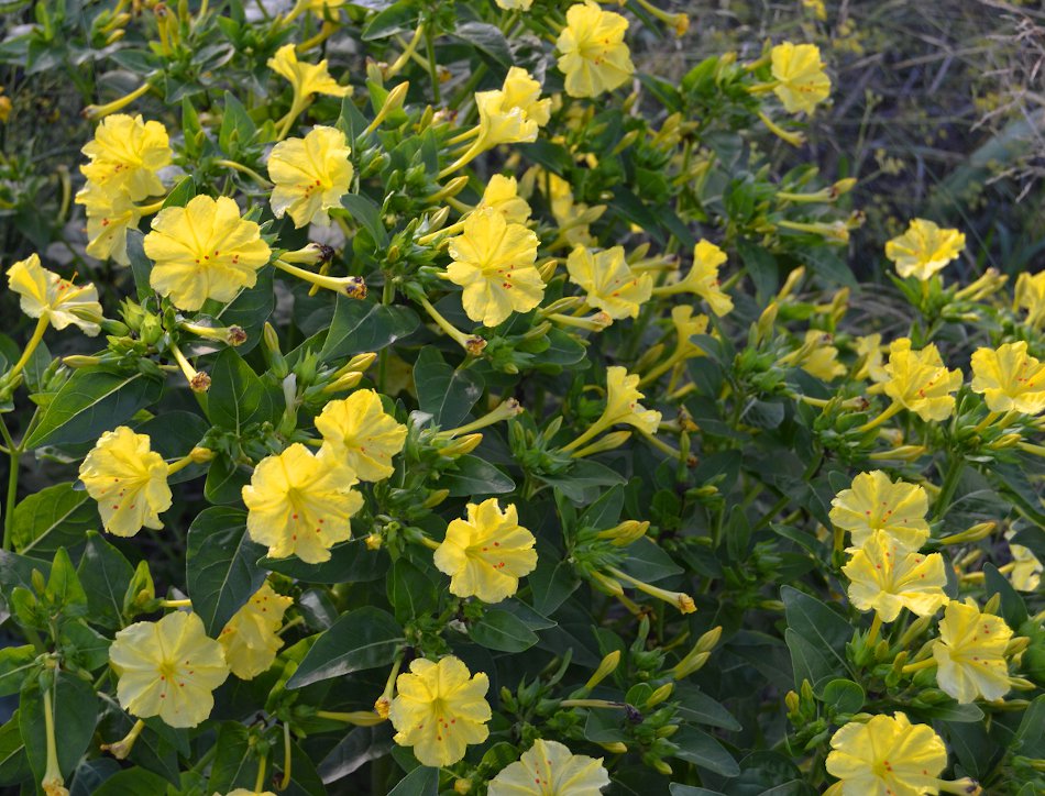 Yellow Four O'clock Golden Gem Mirabilis jalapa - Live Plant