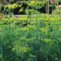 Organic Dill Kitchen Herb Anethum graveolens - 100 Seeds