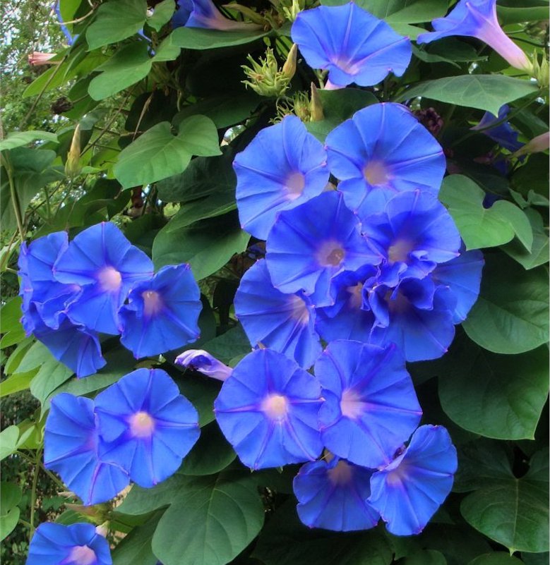 Cuttings! Blue Dawn Flower Perennial Morning Glory Ipomoea indica ...