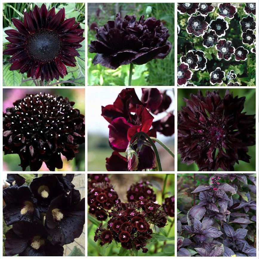 Goth Garden Almost Black Naturally Dark Flowers Seed Collection - 9 ...