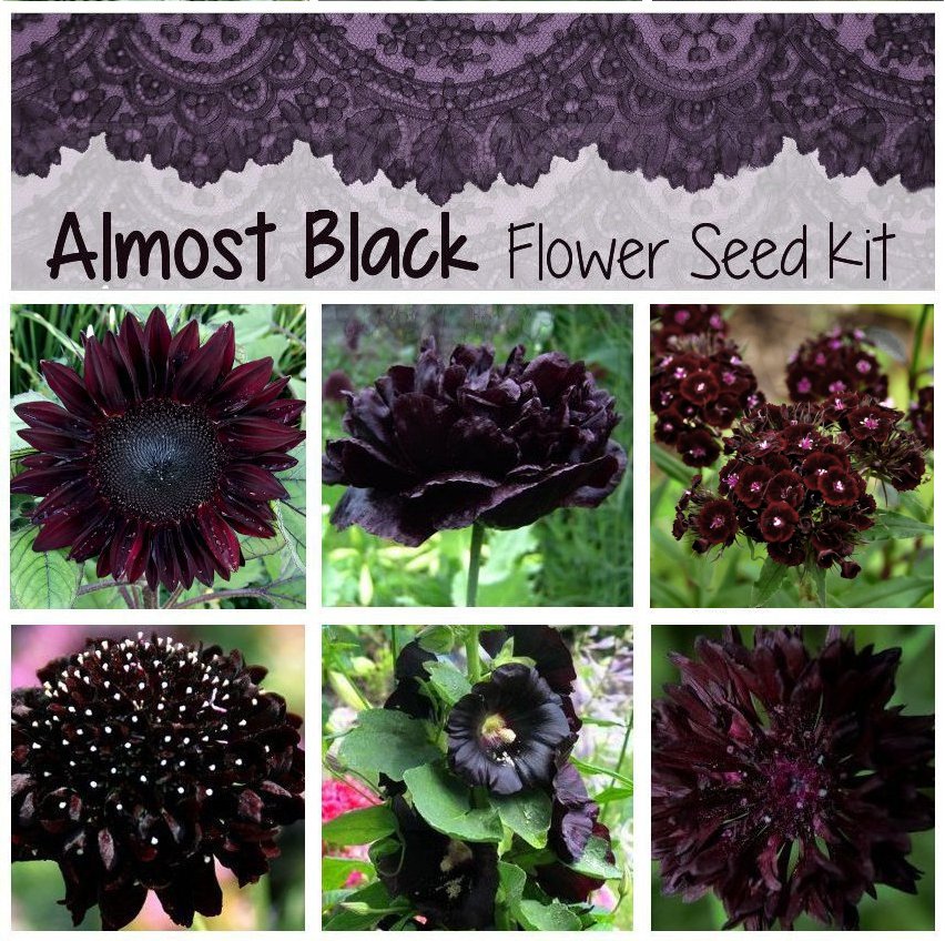 Naturally Dark Almost Black Flower Seed Collection - 6 Varieties