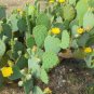 Cutting! Cactus Spineless Thornless Prickly Pear Opuntia cacanapa ellisiana