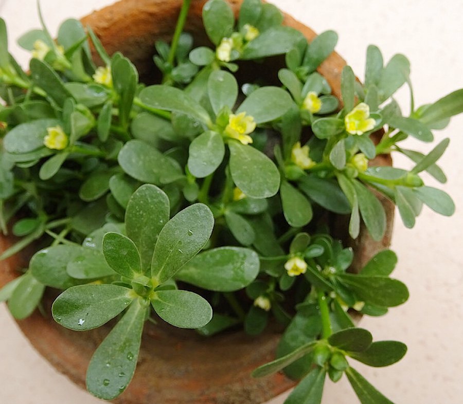 Heirloom Salad Purslane Organic Herb Portulaca oleracea sativa - 100 seeds