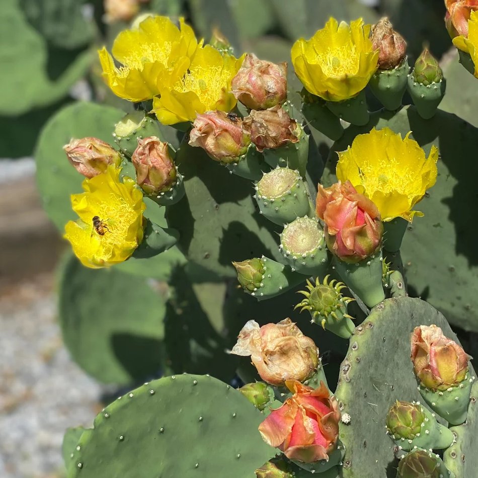 Cutting! Spineless Thornless Prickly Pear Cactus Opuntia cacanapa ellisiana