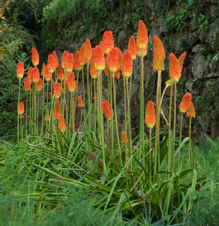 Red Hot Poker Flower Kniphofia Uvaria - 30 Seeds